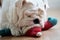 Pet English Bulldog Kissing Santa Claus Doll