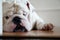 Pet English Bulldog lying down looking disappointed and sad