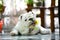 Pet English Bulldog with a Yellow Sunflower in its mouth