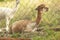 Pet famous for alpaka alpaca wool