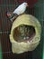 Pet finch bird in nest with egg at home picture