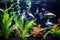 pet fish in an aquarium with variety of aquatic plants