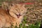 Pet fluffy red Siberian cat on a leash in nature in the summer in the heat breathes heavily with his mouth open lying on dried