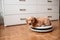 Pet friendly smart vacuum cleaner. Cute golden cocker spaniel puppy dog with while robot vacuum cleaner works close to