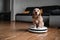 Pet friendly smart vacuum cleaner. Cute golden cocker spaniel puppy dog with while robot vacuum cleaner works close to him. smart