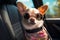 Pet friendly travel A trendy Chihuahua dons sunglasses in a carrier backpack inside a car with open windows