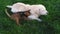 Pet friends labrador retriever dog together with abyssinian cat on green grass