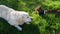 Pet friends labrador retriever dog together with abyssinian cat on green grass