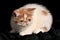 Pet Garfield with white fur and brown mottled texture