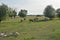 Pet, Geese horses lamb village farm. Nature ranch animals graze in the meadow