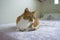 Pet ginger tabby cat