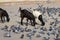 Pet of goat black white with birds