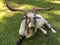Pet Goat with large horns resting on the grass