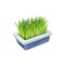 Pet grass bowl, cats care, animals food supplement