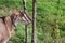 Pet Grass Eating Goat In New Zealand