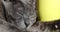 Pet gray burmese cat sleeps near yellow cup, relaxation