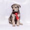 Pet gray puppy with tie
