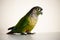 Pet green cheek conure parrot