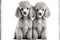 pet grey little poodles isolated on white background