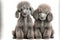 pet grey little poodles isolated on white background