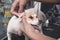 A pet groomer cleans the ear of a small mixed breed dog with cotton buds. At a dog salon