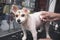 A pet groomer cleans the ear of a small mixed breed dog with cotton buds. At a dog salon