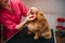 Pet groomer cleans teeth of dog in grooming salon