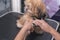 A pet groomer files the nails on the paw of a young Lhasa Apso. At a dog salon or vet clinic