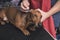 A pet groomer gently cleans a brown dachshund`s ears with cotton balls soaked with ear cleaner while lying on a table. At a vet