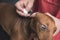 A pet groomer gently cleans a brown dachshund`sears with cotton balls soaked with an ear cleaner. At a vet clinic or dog salon