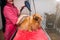Pet groomer with hair dryer, dog in grooming salon