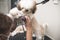 A pet groomer trims the underbelly of a young Lhasa Apso with a hair trimmer. Getting a haircut at a dog grooming salon