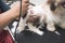 A pet groomer uses a hair clipper to trim the fur on the leg of a young Lhasa Apso. Getting a haircut at a dog grooming salon