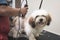 A pet groomer uses a hair clipper to trim the fur of a young Lhasa Apso puppy. Getting a haircut at a dog grooming salon