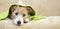 Pet grooming concept, web banner of a furry happy dog puppy with towel