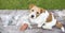 Pet grooming concept, web banner of a jack russell dog as sitting on the table