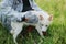 Pet Grooming Glove. Woman combing puppy hair with special deshedding glove in summer park. Person grooming and brushing cute white