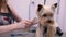 Pet Grooming. Groomer Brushing Funny Dog With Comb At Salon