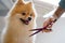 Pet grooming, a pet owner trying to cut the hair of her pet or pomeranian dog with scissors