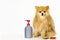 Pet grooming products. Pomeranian spitz