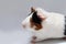 Pet guinea pig looks at a white background.