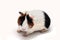 Pet guinea pig looks at a white background.