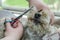 Pet hairdresser, groomer, shears a Yorkshire terrier dog with scissors