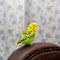 Pet hand-held bird pet is sitting on the brown back of the chair. Free bird at home. Freedom concept.