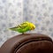 Pet hand-held bird pet is sitting on the brown back of the chair. Free bird at home. Freedom concept. Close-up eating