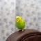 Pet hand-held bird pet is sitting on the brown back of the chair. Free bird at home. Freedom concept. Close-up looks