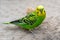 A pet hand-held pet bird sits on a beige cloth and looks at a wooden toy.