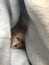 Pet Hedgehog Peeking Out Of Fleece Bag