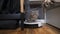 Pet and housework, smart technology concept. Robot vacuum cleaner and playing gray tabby Scottish Straight kitten at