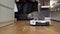 Pet and housework, smart technology concept. Robot vacuum cleaner and playing gray tabby Scottish Straight kitten at